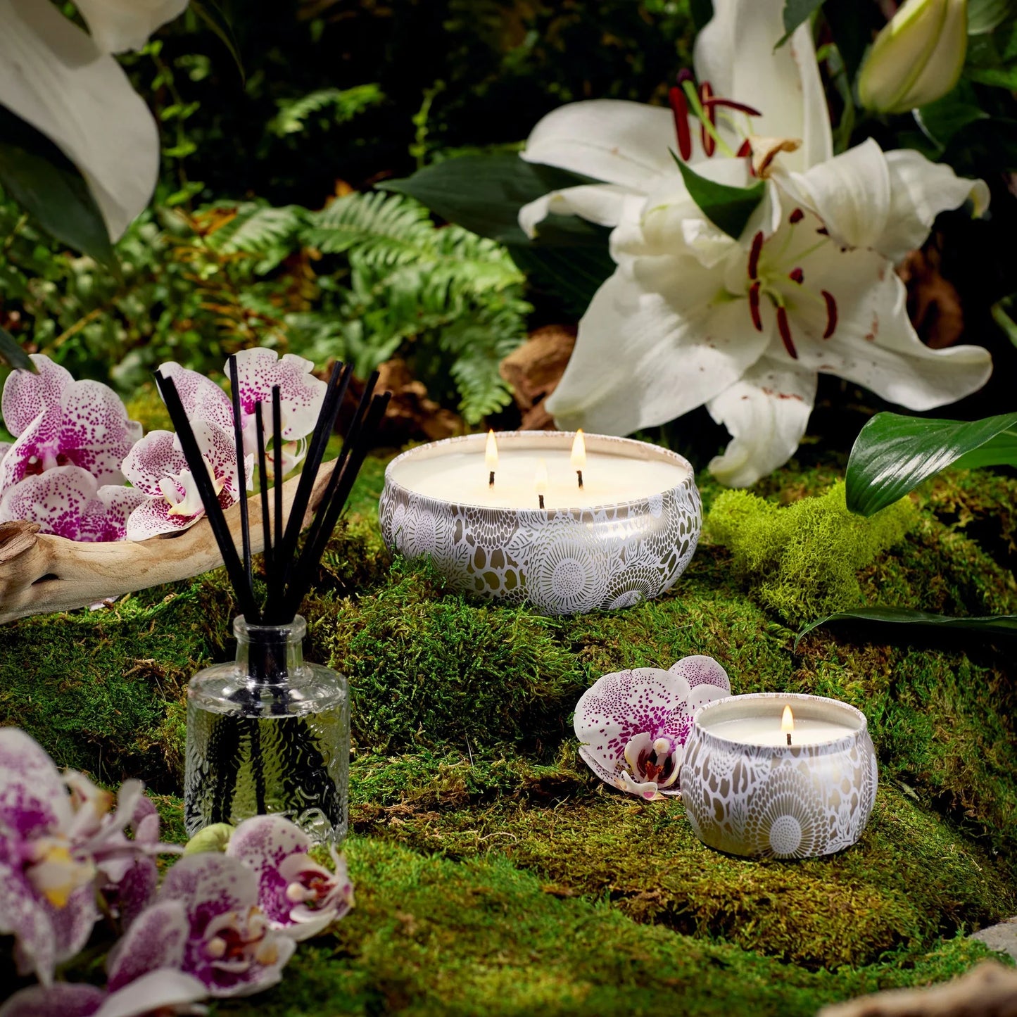 Mokara Orchid - Voluspa