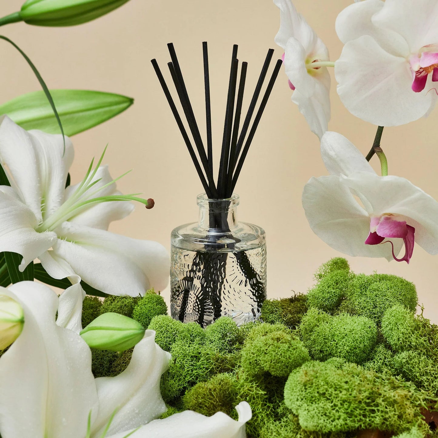 Mokara Orchid - Voluspa